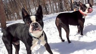 Boston Terrier Snow Day!! by BrownstoneBostonTerriers 73,015 views 9 years ago 2 minutes, 42 seconds