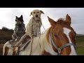 HORSES ★ Funny Horse Videos [Funny Pets]
