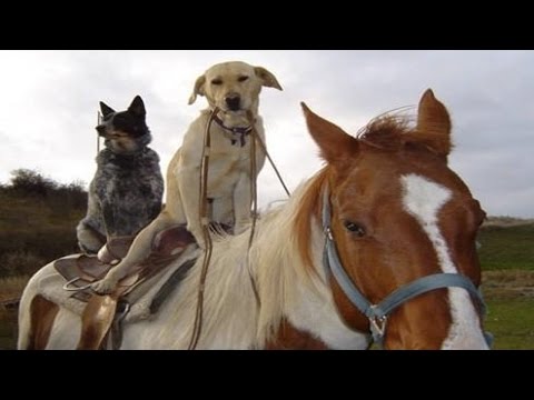 horses-★-funny-horse-videos-[funny-pets]