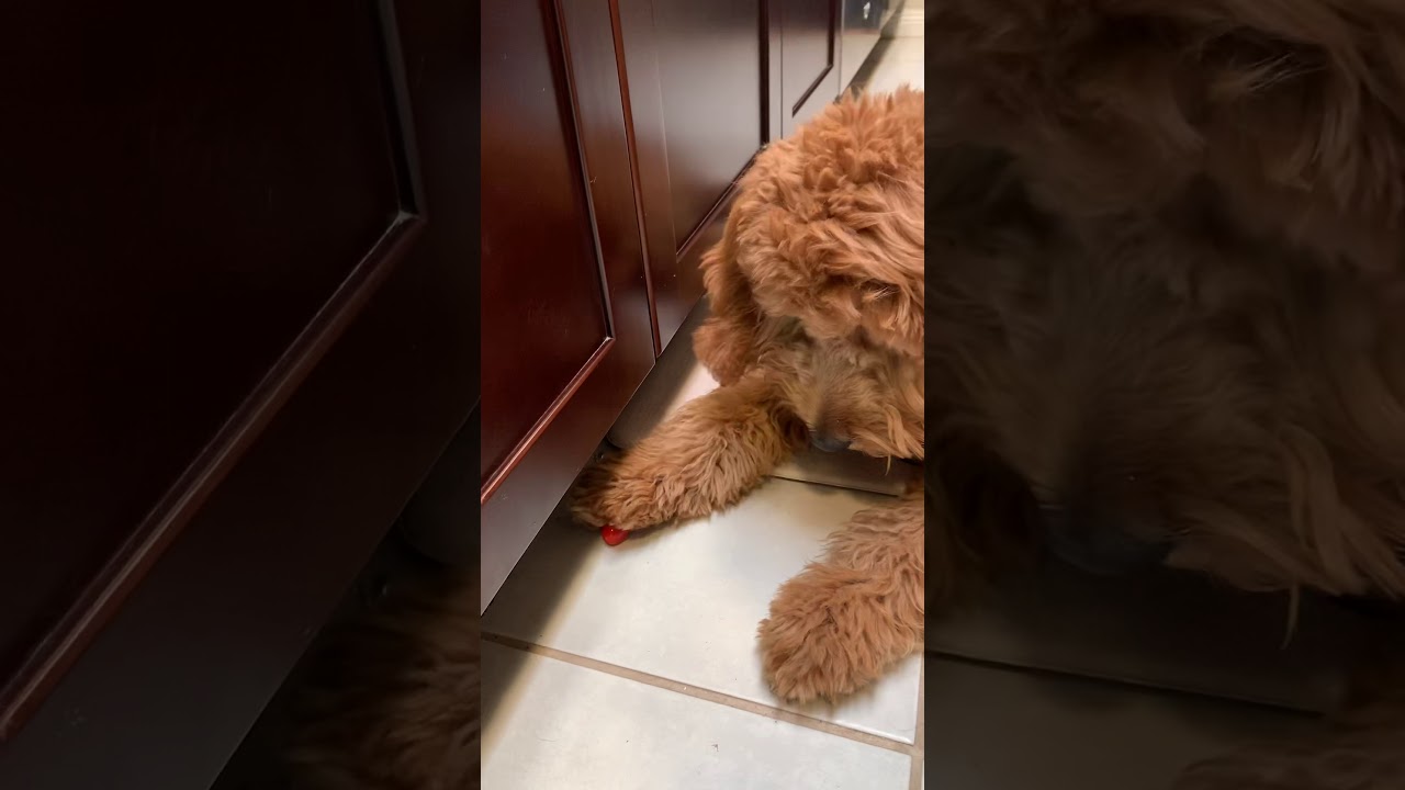 Vegan dog - YouTube