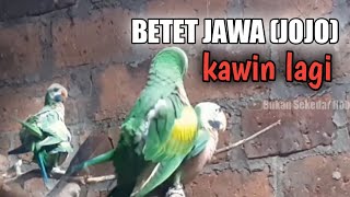 learn Javanese parrots || BREEDING PAROT || TERNAK BETET JAWA