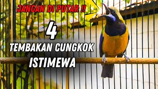Download Lagu LIVE🔥 CUCAK CUNGKOK JAWARA‼️ 4 VARIASI TEMBAKAN KASAR NILAI TINGGI 2025 💥 MP3