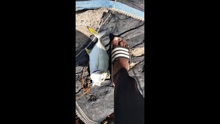 Giant trevally (GT)  fishing with live bait