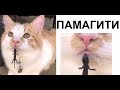 Лютые приколы. ПАМАГИТИИ