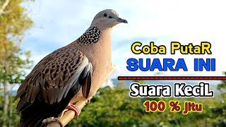 Turtle Dove Sound PIKAT GACOR MP3 For Bait and Lure