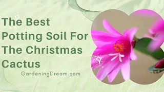 クリスマスサボテンに最適な培養土