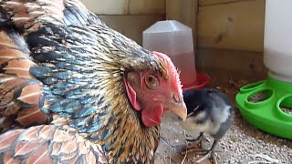 Mother hen talking to chicks