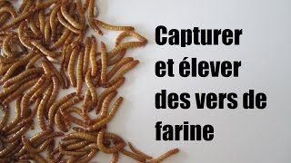 Capturer et élever des vers de farine