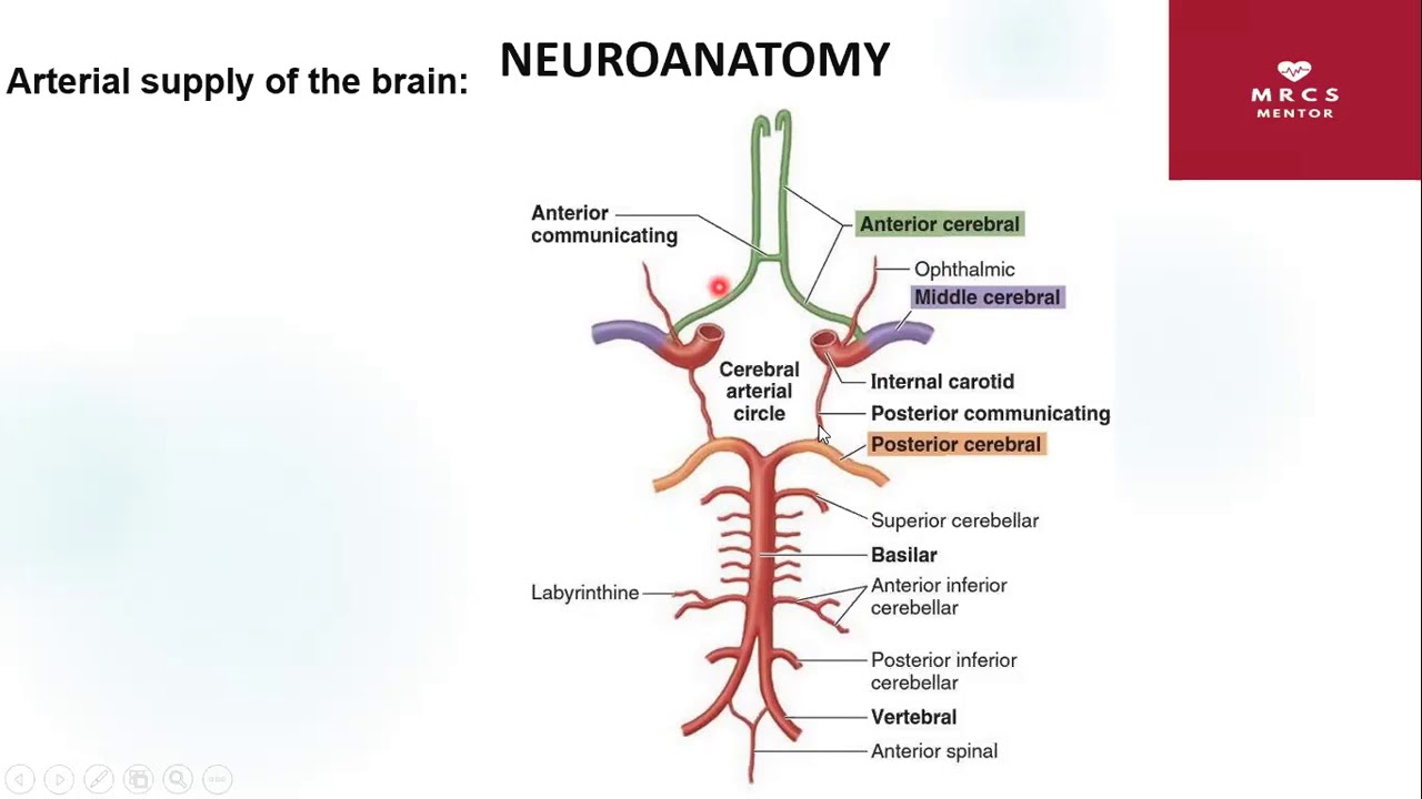 Excerpt of our lecture “Head and Neck” anatomy - YouTube