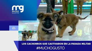 #MuchoGusto / Cachorros de Carabineros que cautivaron en la Parada Militar llegaron a MG