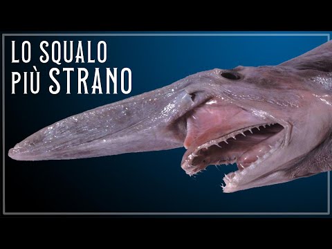 Video: Squalo azzurro: descrizione della specie, habitat, origine e caratteristiche