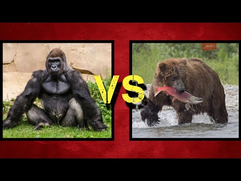 نبرد خونین کدوم برنده میشن خرس یا گوریل