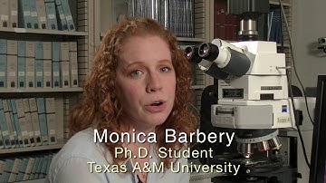 San Andreas Observatory at Depth (SAFOD)— Overview