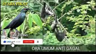 SUARA PIKAT burung CUCAK KELING terbaru TOKCER masbroo