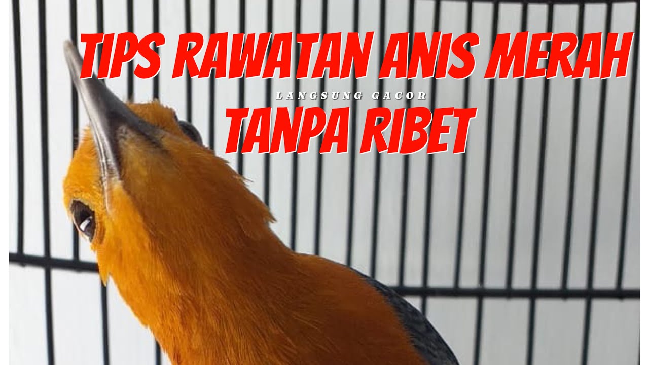 RAWATAN HARIAN BURUNG ANIS MERAH SIMPEL NO RIBET-RIBET || ANIS MERAH ||