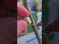 Dying Lemon Tree? ONE Trick Saved It! 🍋✨ (Confidor Magic)