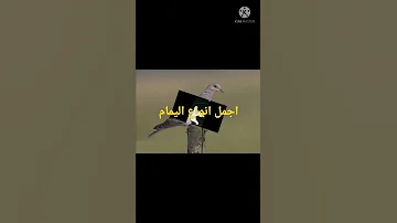 اجمل انواع اليمام 