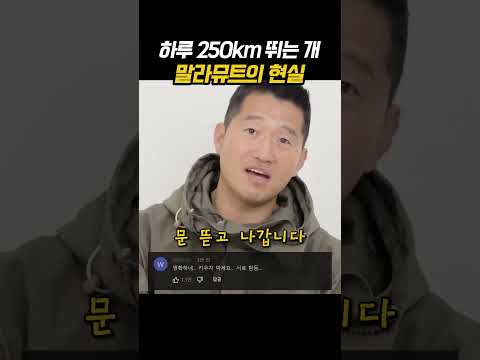 하루 250km 뛰는 개 말라뮤트의 현실 thumbnail