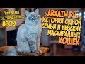 Глазами животных #309. «ARKAIM*RU» - история одной семьи и невских маскарадных кошек