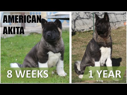 American Akita - From Puppy To 1 Year