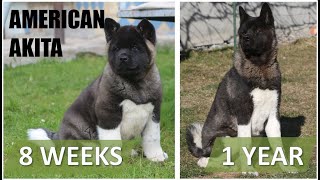 American Akita  from puppy to 1 year