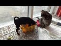 Щенок цвергпинчера 2-х месячный  на балконе с кошками