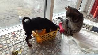 Щенок цвергпинчера 2-х месячный  на балконе с кошками