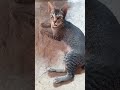 #imut #cat #kucing #kucinglucu #kucinggemoy #kucinglucungakak #videokucing