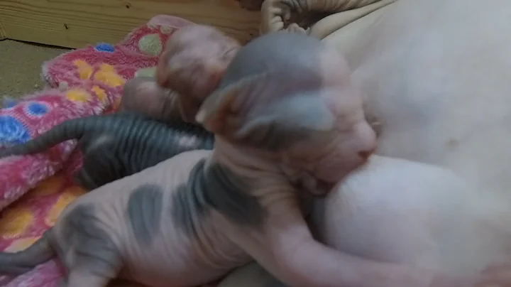 Video 1189651: sphynx cat ear cleaning, sphynx cat eating, sphynx kitten, newborn sphynx, cat feeding kittens, mother cat feeding, kittens cute mother cat, cat feeding milk, cat sound kitten