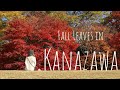 Fall leaves in kanazawa  