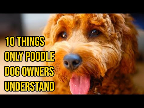 10 Things Only Poodle Dog Owners Understand