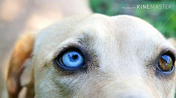 ¿Cuál es la causa de que haya un ojo azul y otro marrón?