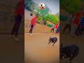 kolhapur dog race || dog res || Dog racing kolhapur || #shorts