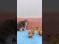 Cute Cat Vs Ducklings #shorts #kittens #cats #animals #viral #trending #ducklings
