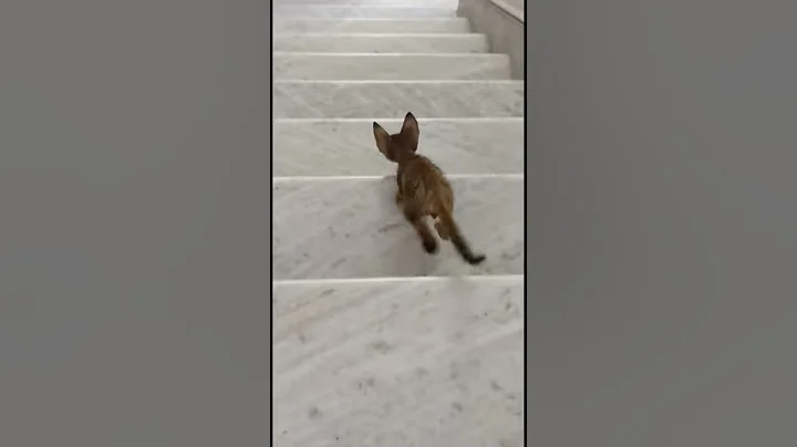 Video 3196921: bengal leopard cat, bengal leopard kitten, cat playing dancing