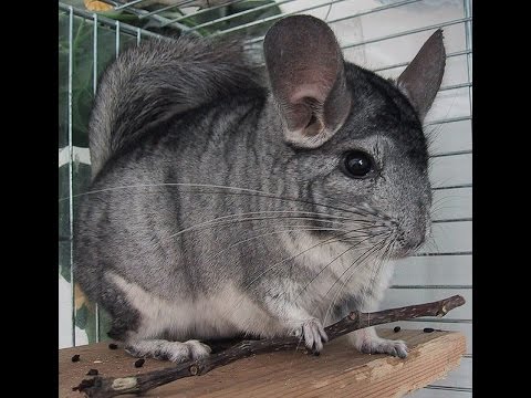 chinchilla smart