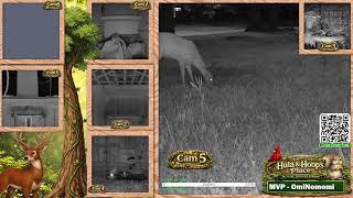 24/7 Live Critter Cam In North East Texas. Enjoy The Chill.