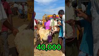 Gudur Sheep market #sheeps #goat  @Friendsdairyfarm