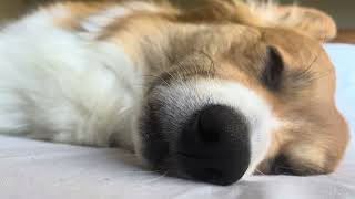 Sleeping Corgi closeup