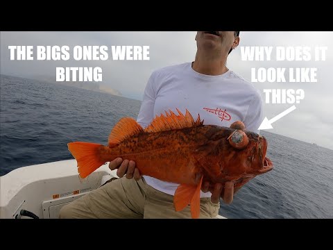 Fishing for the CRAZIEST LOOKING Fish Tacos Around!
