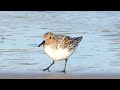 Sun sea surf  sanderling  sanderling  calidris alba