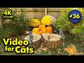 4k tv for cats  falling in love with fall  bird and squirrel watching  36