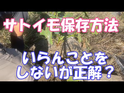 サトイモの保存は簡単。いらんことをしないようにしましょう