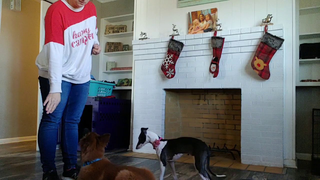 Puppy training Sublime K9 East TN basic obedience foundations YouTube