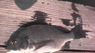 9810.wmv