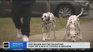 Dalmatians help dog walker fight off pack of coyotes in Brighton