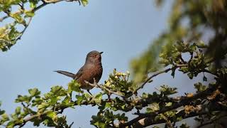 Dartford Warbler feeding in hawthorn. Westleton 1 May 2026