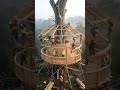 Watch This Giant Old Tree Become a Dream Treehouse! 🤩✨