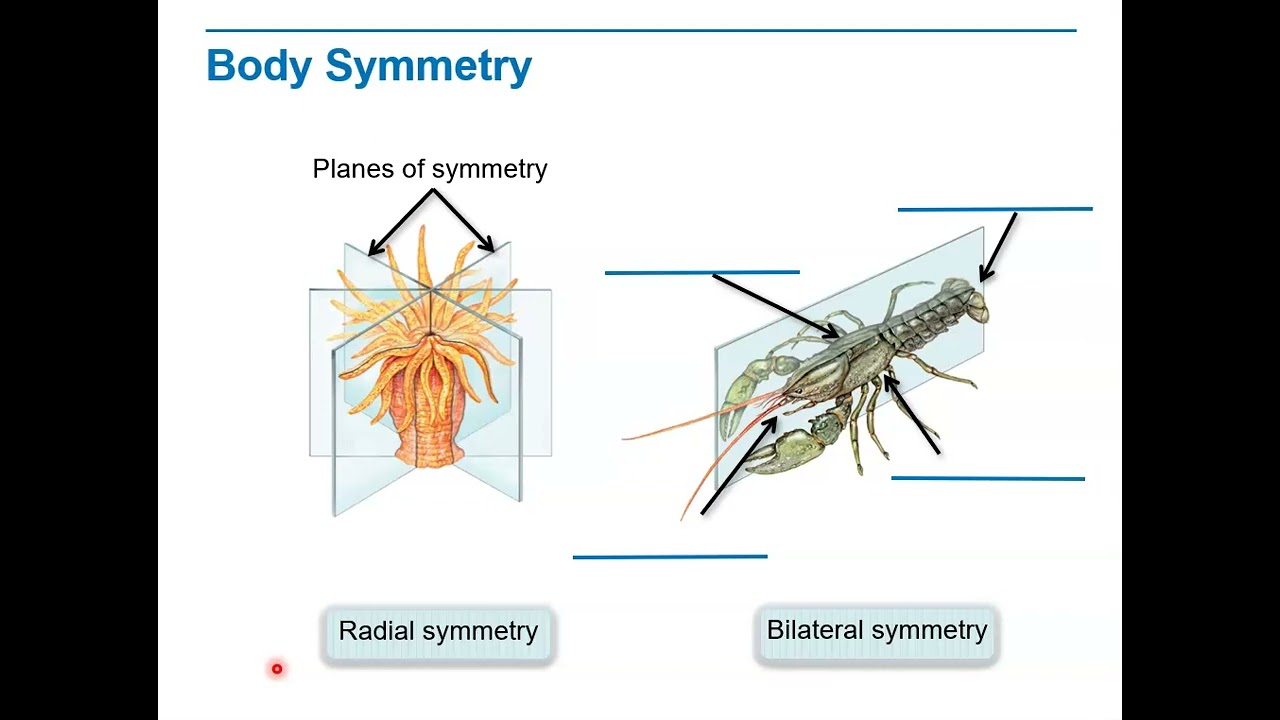 What Is Bilateral Symmetry In Anatomy