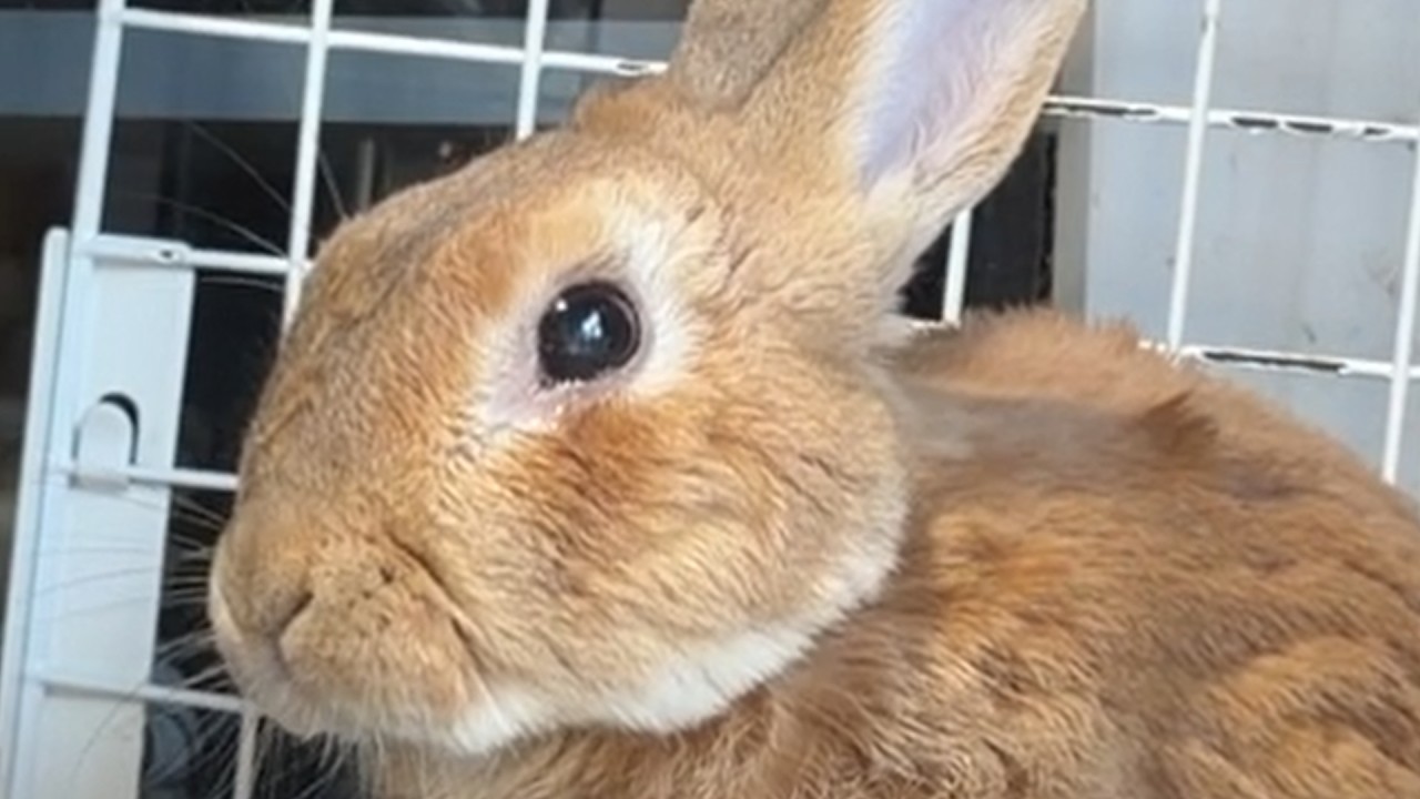 【338】うさぎ 様 Rabbits are said to be expressionless, but this is the face they